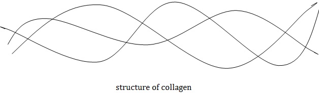 structure of collagen